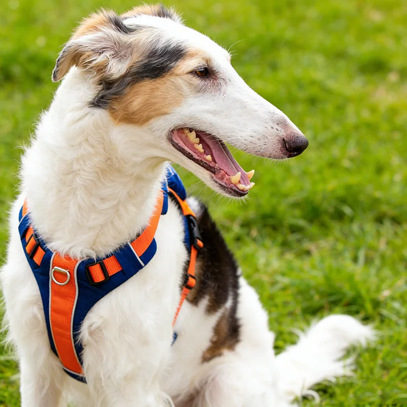 

Adjustable Pet Vest Style Dog Chest Strap Harness Large Dog Chest and Back With Traction Rope Set For Large Dog Outdoor Supplies