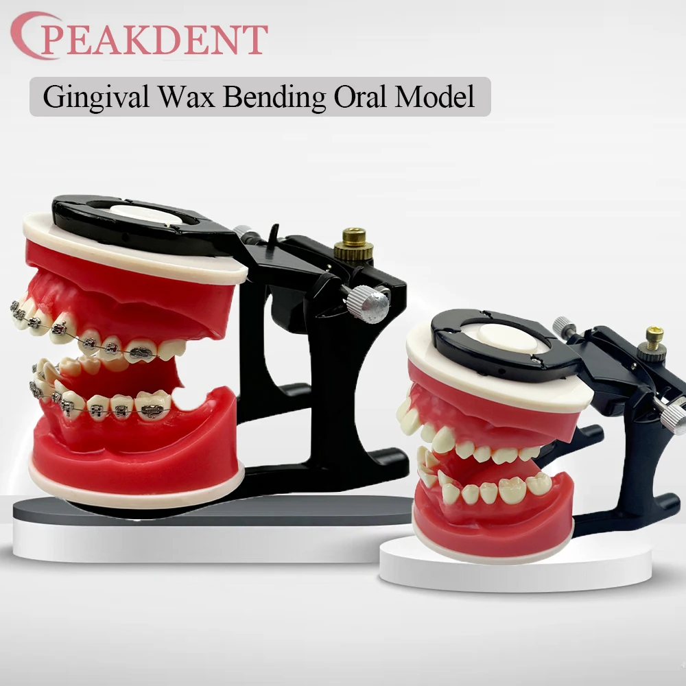 

Gingival Wax Bending Oral Model Dental Orthodontic Treatment Model Teeth Typodont Demonstration Tools Dentist Practice