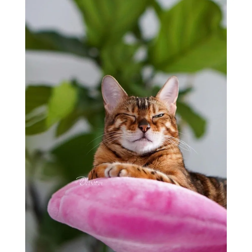 شجرة قطط زهرية خشبية شتوية، برج خشبي، منزل حديث، أثاث، هدية، كوندو فاخر، شجرة زهور (azalea)، tres-1 #6