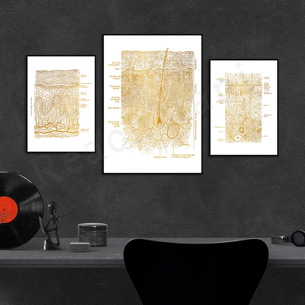 Skin care medical poster, beautician skin anatomy art, skin care skin histology art, dermatologist gift