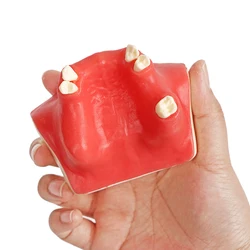 1 szt. Model zębów szczęki moczowej implant dentystyczny uczeń nauczanie praktyka Model górna szczęka Sinus Lift implanty Model odbudowy