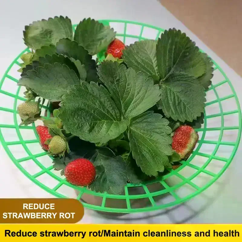 Strawberry Plant Support Stand With Legs, Plastic Round Growing Rack To Keep Berries Clean & Prevent Rot