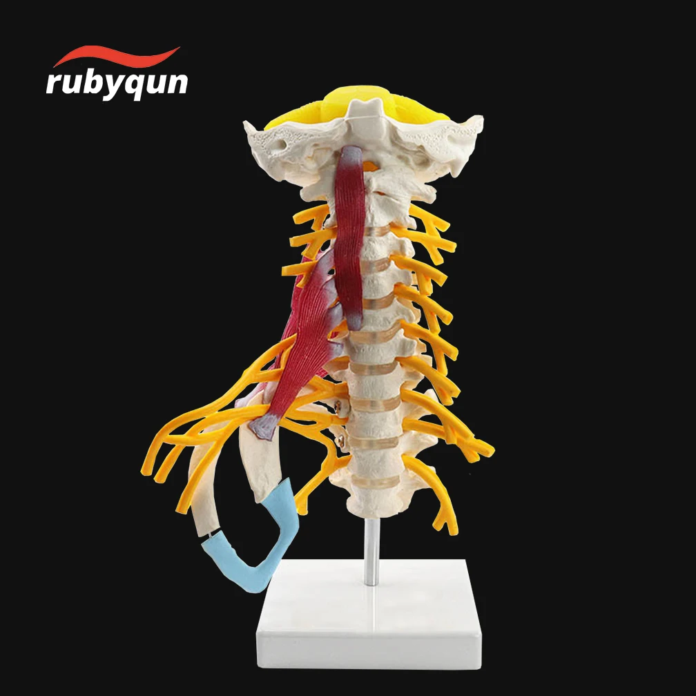 With Muscle Nerve Brainstem Occipital Bone Human Cervical Spine Anatomy Model  Medical Science Teaching Resources 1:1 Detachable