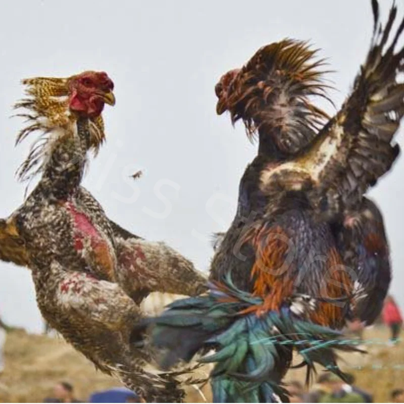 Imagem -03 - Frango para Restaurar o Treinamento Físico e Status Competição 180 Grãos