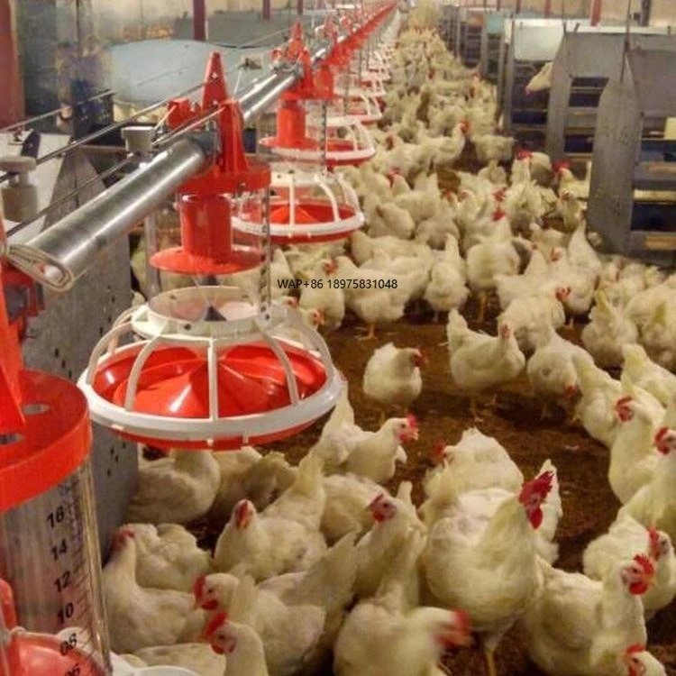 

Poultry feeding/chicken raising equipment