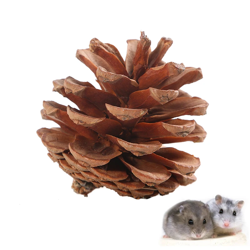 Pinecones Hamster Chew Toys Bunny Teeth Care Molar Toys Small Rodent Pet Healthy Teething Pet Teeth Grinding Hamster Accessories