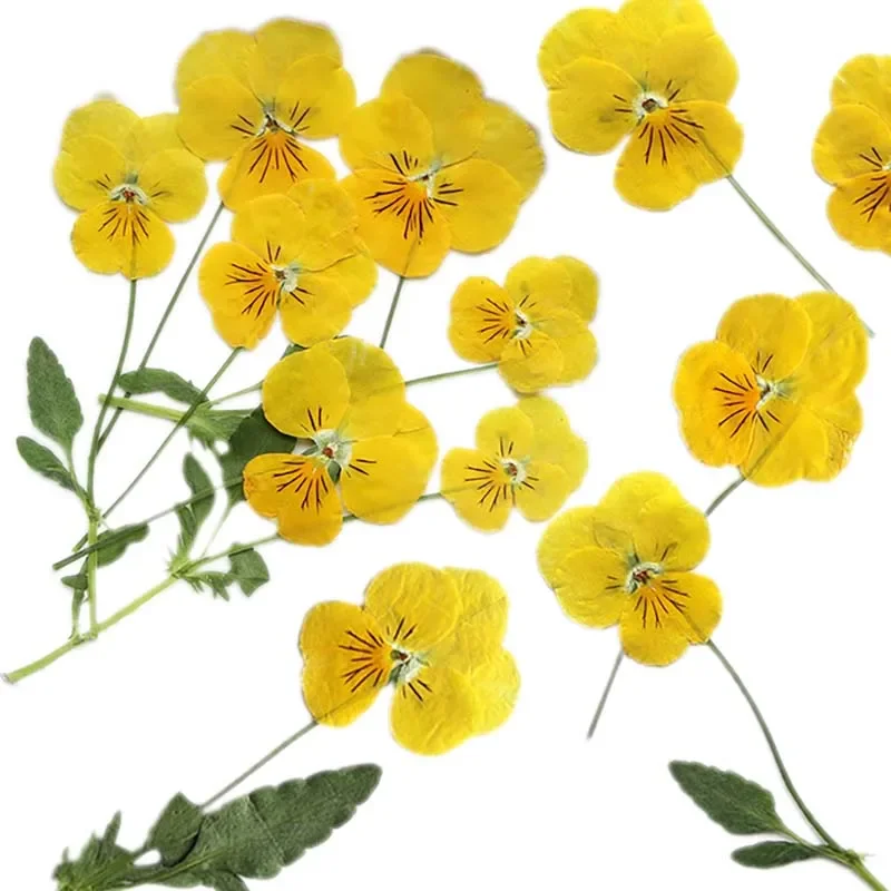 2.5~3CM/12&24PC Real Natural Dried Pressed Viola Cornuta Fowers Branches In Yellow,Dry Press Flower For Epoxy Resin Accessories