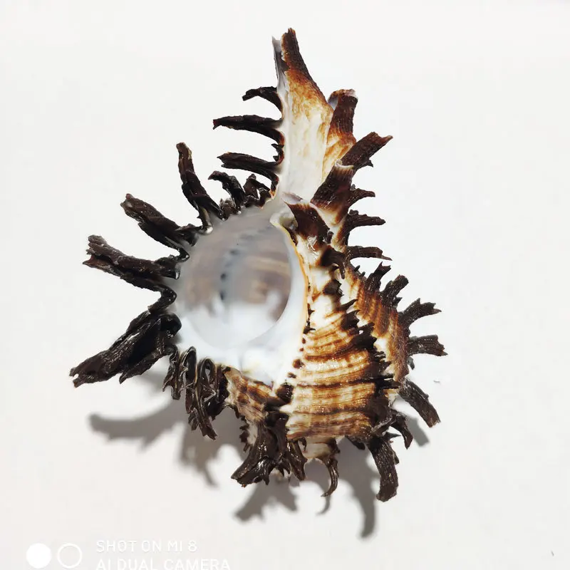 Natural Sea Shell Ornament & Collectible - Jin-Lipped Black Thousand-Armed Cone (Chicoreus Jinispecies),(Species), Spiny Ball