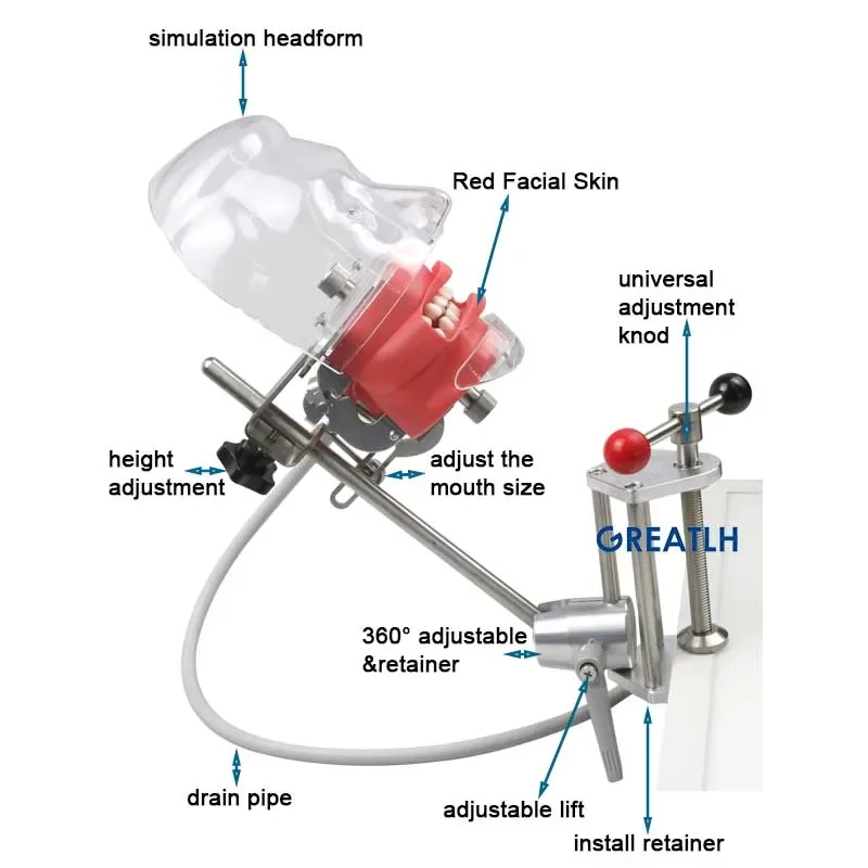 Symulator stomatologiczny głowa Model fantomowy z zębami dentysta praktyka nauczania materiałów laboratorium dentystyczne Model treningowy
