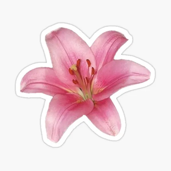 Pink Lily Flower  5PCS Stickers for Window Home Bumper Decor  Background Cute Luggage Room Water Bottles Laptop Funny Stickers