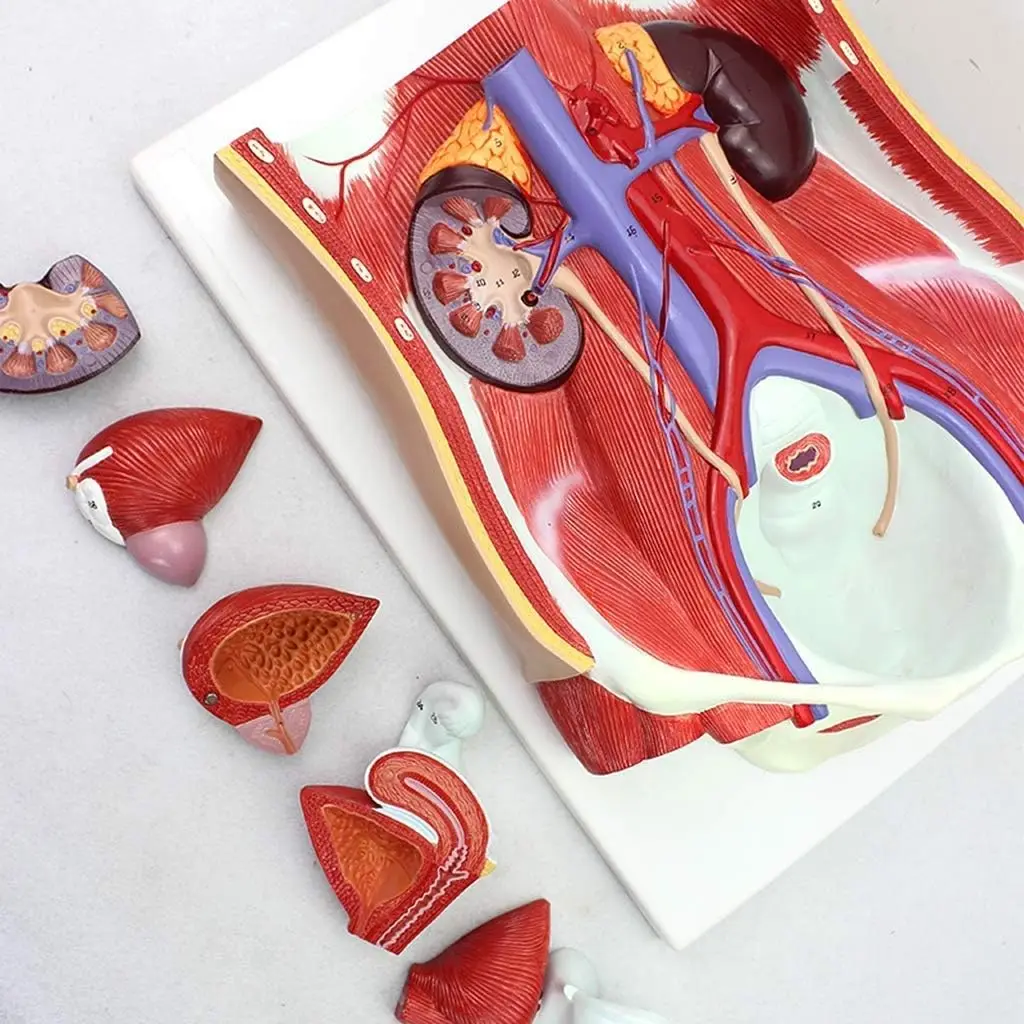 Intersex Urinary System Model Removable 6-part Anatomical Model of Male and Female Urinary System
