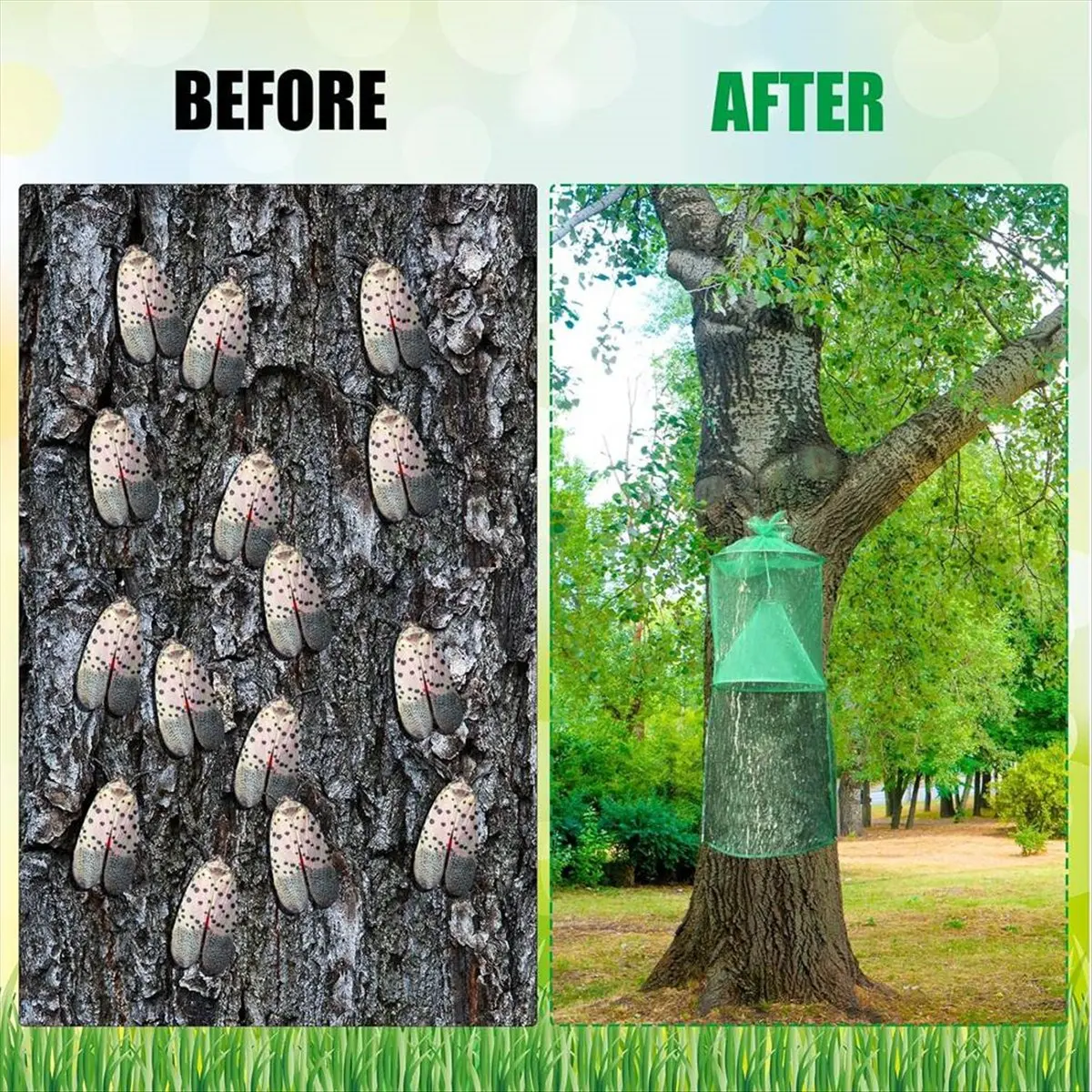 A20M 4 Pack Spotted Lanternfly Traps Lantern with Rope and Nails Effective Way to Catch Lantern Flies and Nymphs Set 1