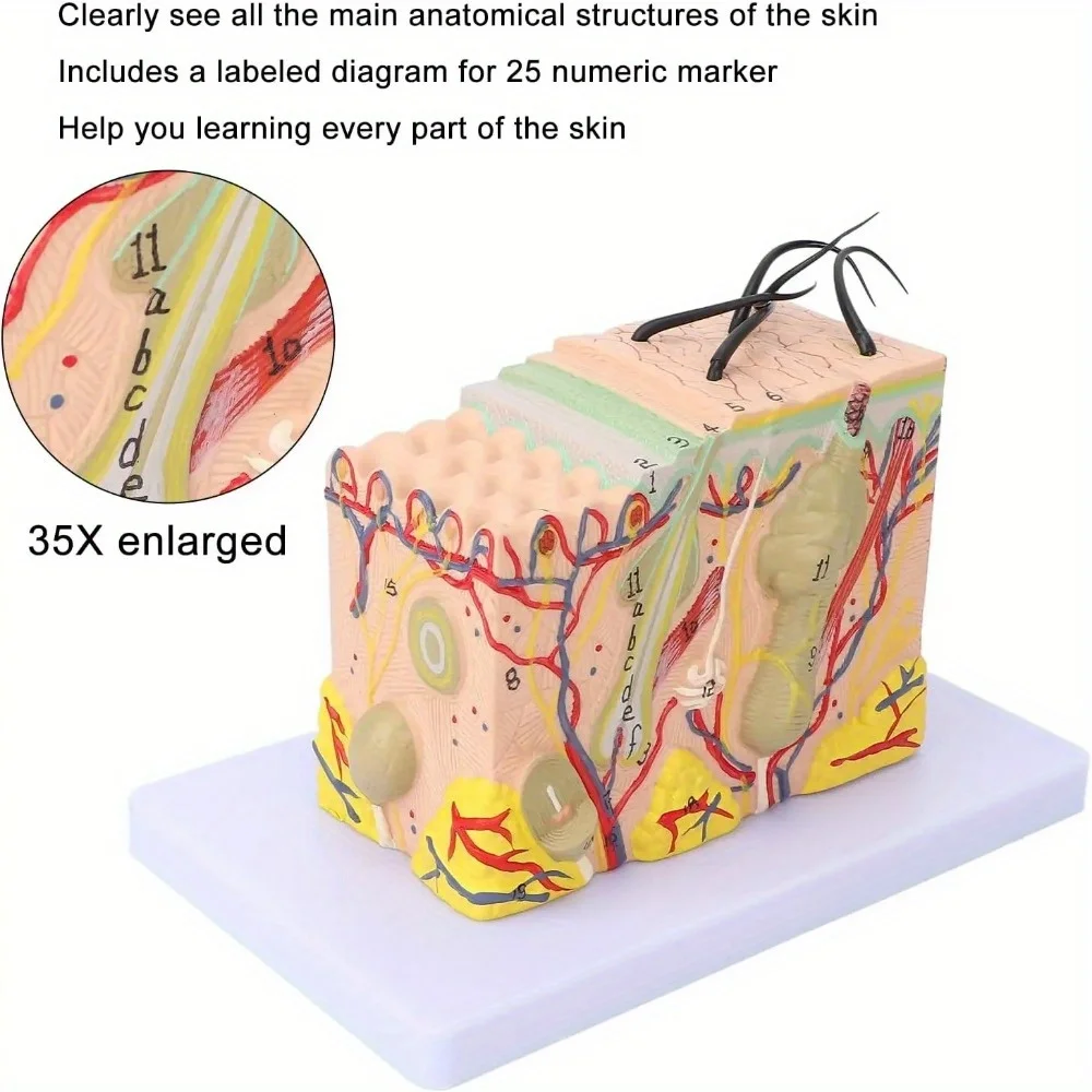 35X Times Human Big Anatomical Skin Magnified Tissue Structure Model with Hair Enlarged for Biology Cosmetic Surgery