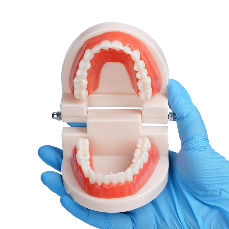 

Dental Typodont Demonstration Teeth Model Dentures Standard Models Compatible Kids Teaching Clean Display Study Accessories