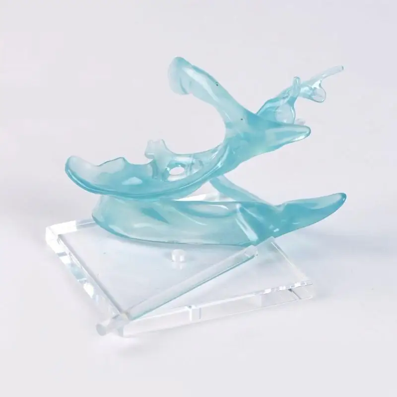 R53C Clear Anatomical Ventricle Display Acrylic Stand for Medicals Teaching and Research Detailed Anatomical Ventricle Model