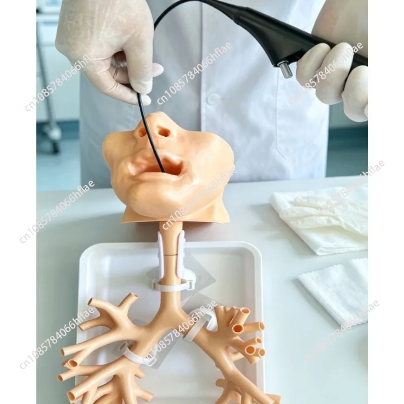 1:1 Resin Bronchial Tree Bronchoscopy Training Model, Flexible Endoscopy Practice Teaching Model for Medical Training