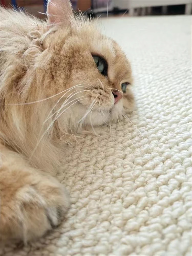 alfombra-tejida-de-terapia-de-color-solido-minimalista-japones-amigable-con-el-gato-alfombra-antideslizante-lavable-suave-ec