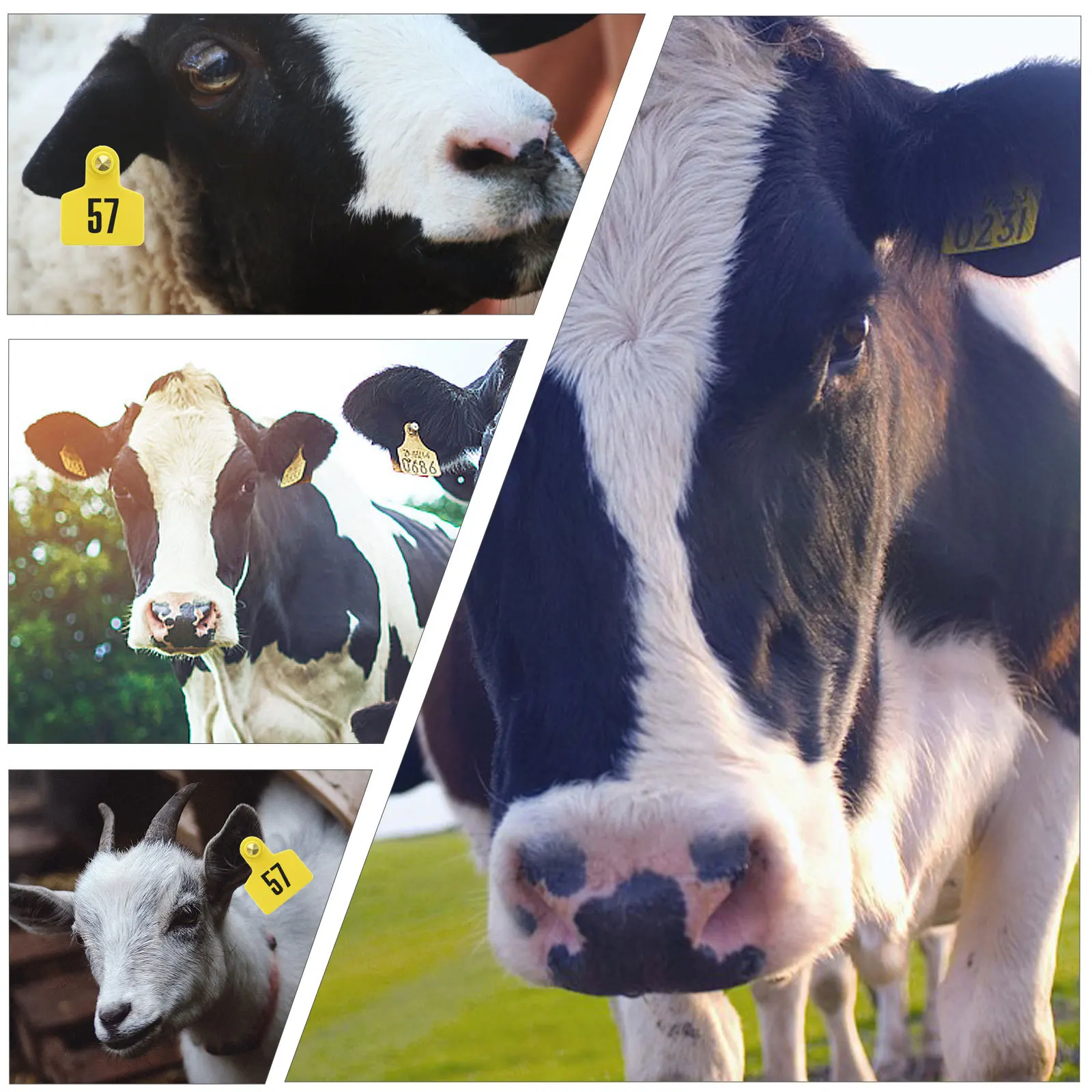 

100Pcs Pig Ear Tags Environmental Friendly Tpu Ear Tags for Cattle Sheep Horses Farm Use Easy Application Bright Visibility