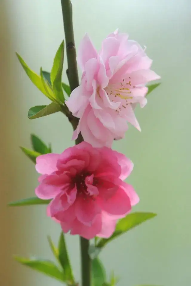 

Props Adapter Thread Blade 5MM/6MM/8MM Shaft Folding Propeller Clip for RC Airplane Racing Drone Fixed-wing DIY Accessorie