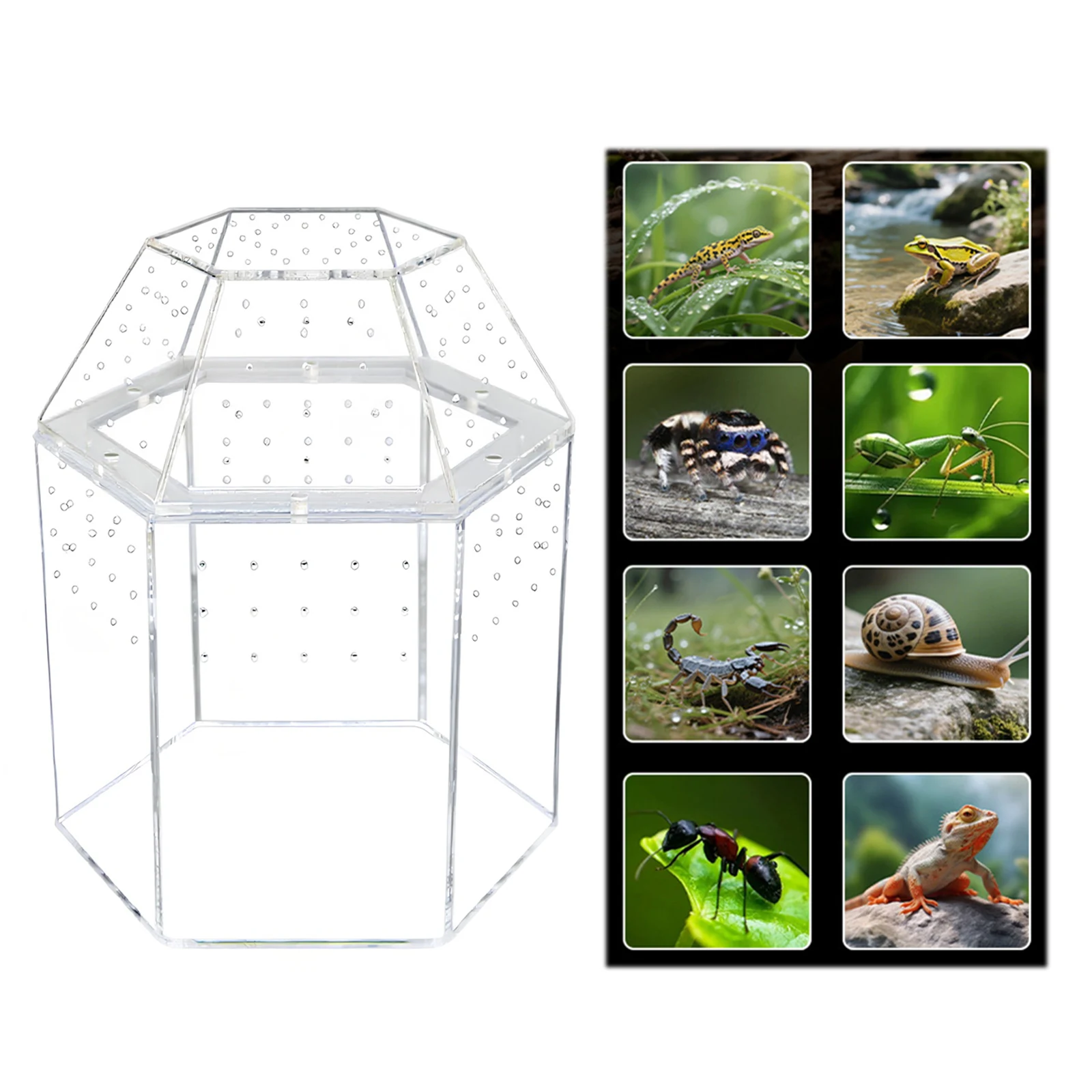 

Terrarium Habitat Acrylic Bug Terrarium Full Transparency Mini Tarantula Enclosure All-Side Ventilation for Frog Crickets Snails