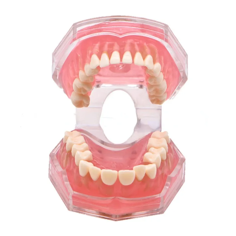 Dental Ensino Modelo Dentes, Dente Extratável, Typodont removível, Ensino Soft Support, Demo Gum Jaw, 1:1