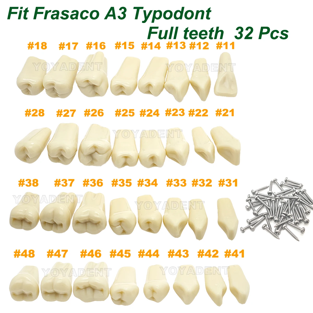 

Dental Teeth Model Fit Frasaco A3 Typodont Full teeth 32Pcs Replacement Tooth Particles Dentistry Preparation Training Teach