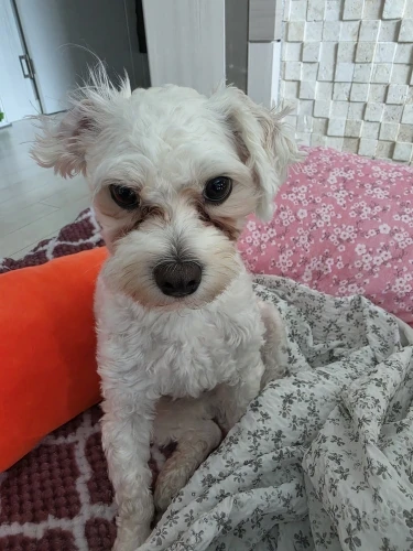 실물 포토 리뷰