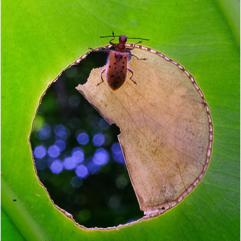 Macro len ring led focus flash 105mm 100mm micro lens Annular lamp bubble smear flower Leaf vein shoot assist focusing flashlamp