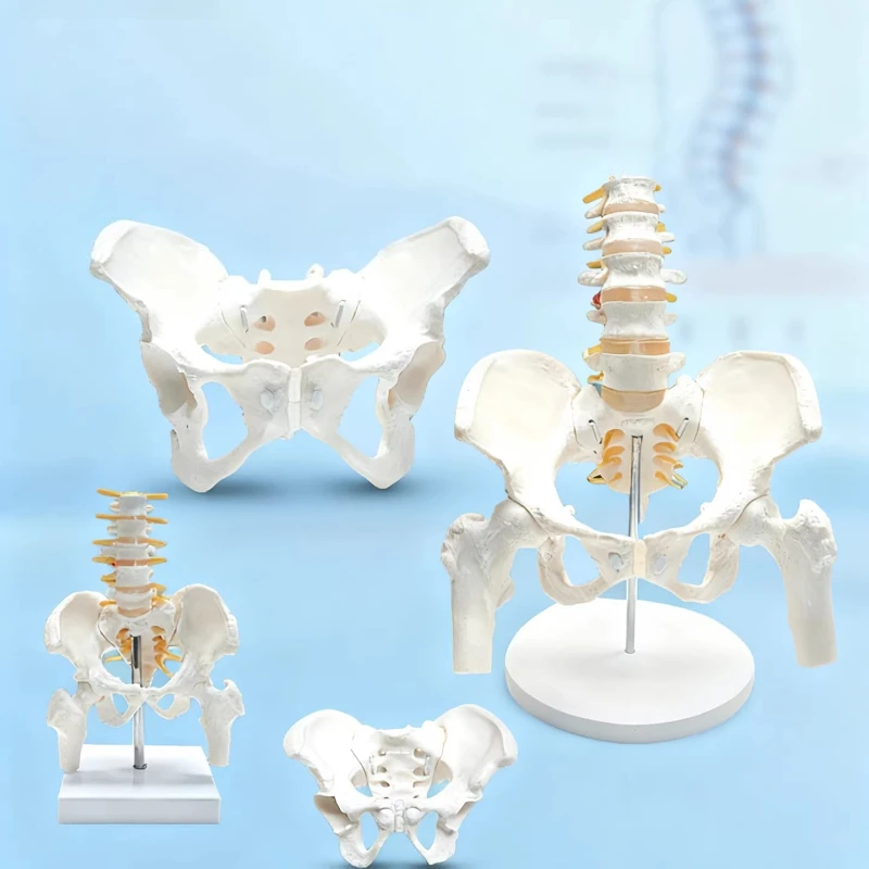 PVC Human Pelvic with Five Lumbar Vertebrae and Femur Model Orthopedics Spinal Column Spine Model Skeleton Anatomy