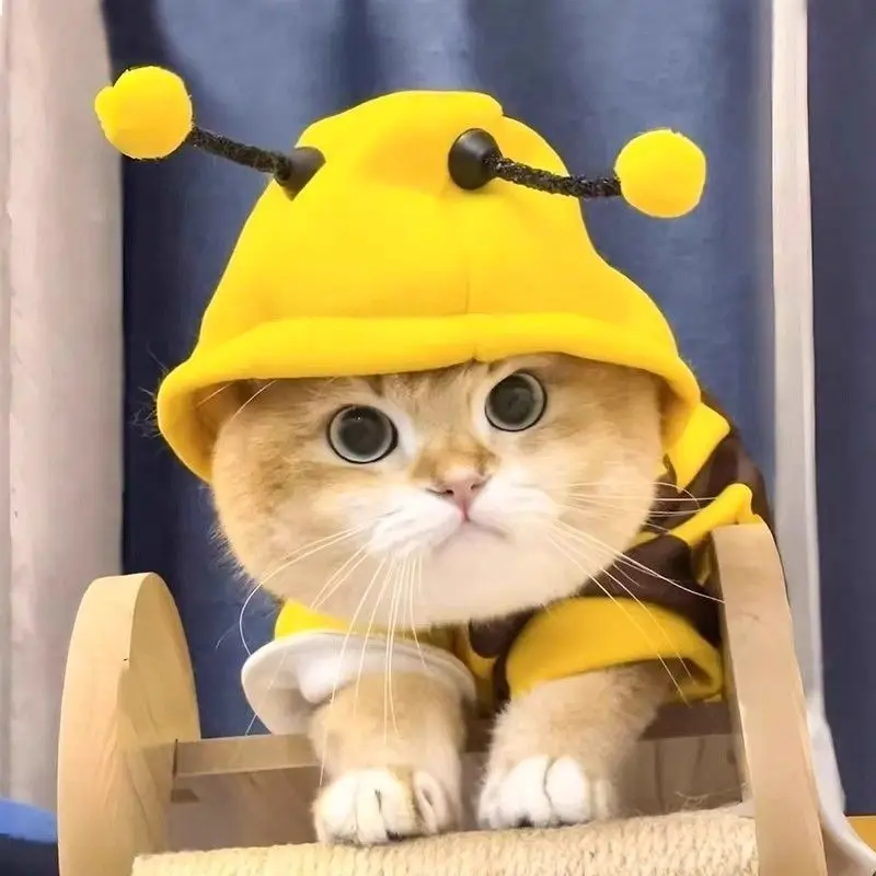 Funny Cat Clothes Anti-Slip Small Bee Beagle Dog Cute Blue C