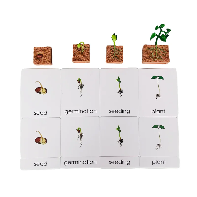 Montessori วงจรชีวิตของพืชชีววิทยาการเรียนรู้ของเล่นเกมการศึกษาปฐมวัย 3 ส่วนความรู้ความเข้าใจการ์ด/Growth รุ่น