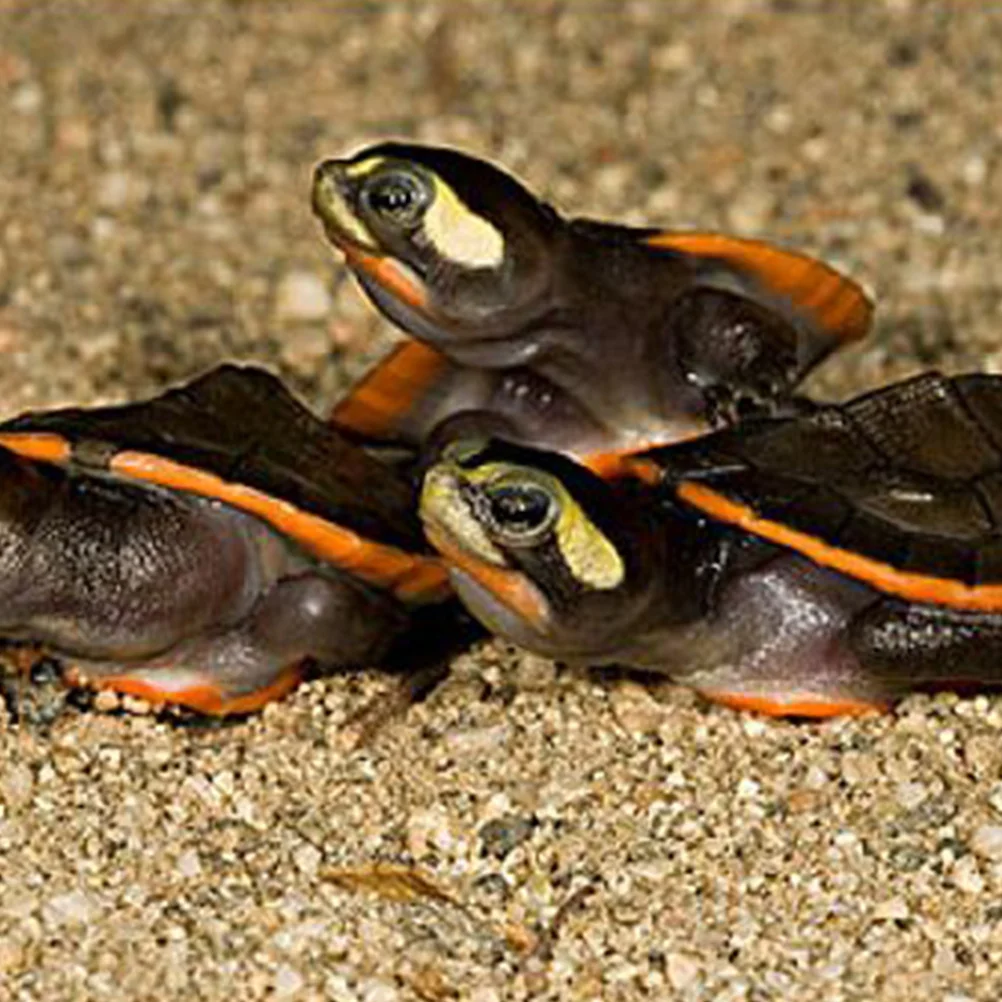 

Turtle Basking Color Resin Arch Tree Decoration For Fish Tank Creeper Cage Suction Cup Mounted Lizard