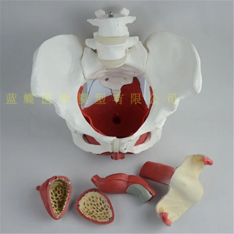 Female pelvis and pelvic floor muscle model detachable uterus model pelvic model childbirth teaching model