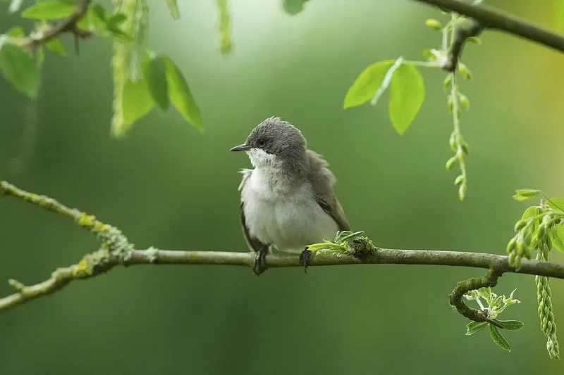 

BETAFPV LiteRadio 2 SE (ELRS) - 2.4G, ELRS/Frsky, 6CH, for FPV Drone