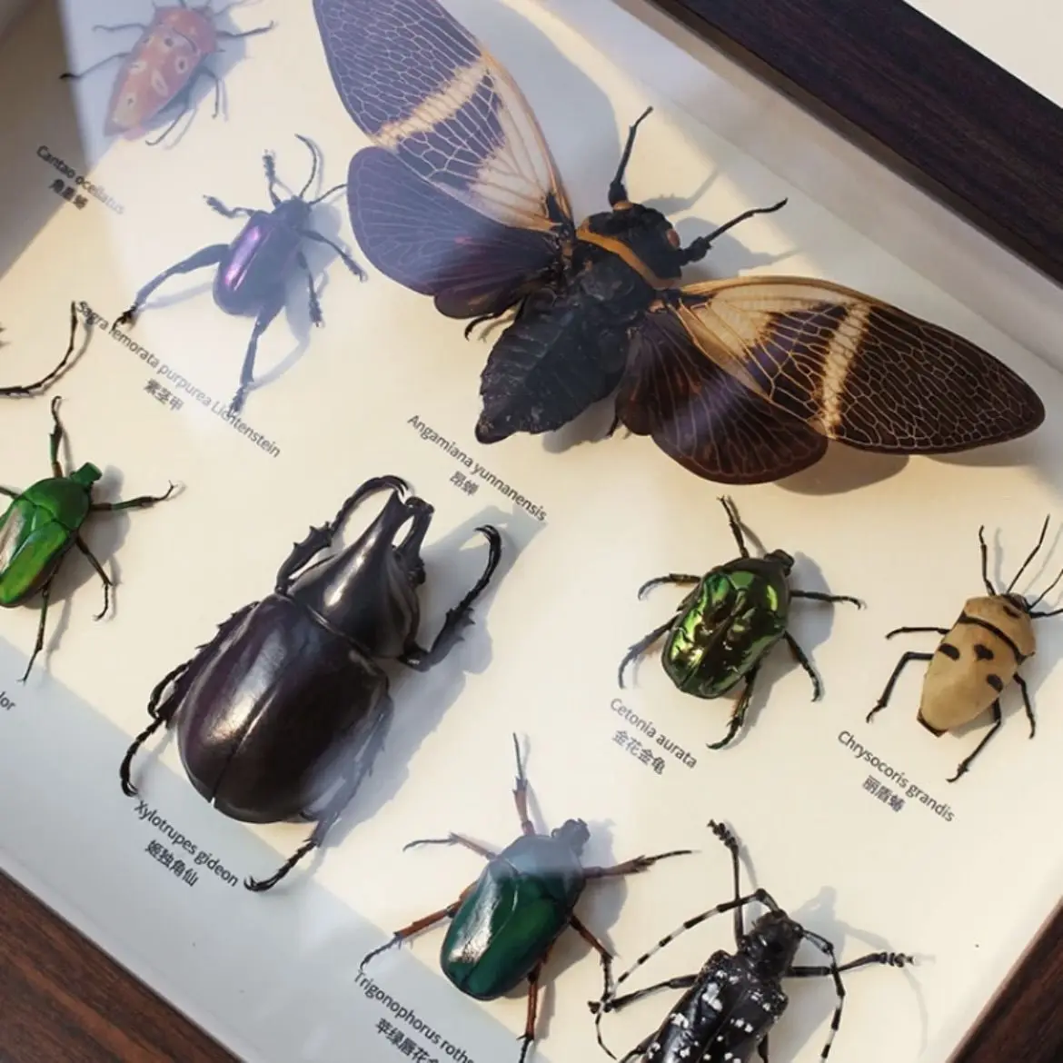蝶の昆虫標本装飾オーナメント吊り下げ絵画立体中空フォトフレーム
