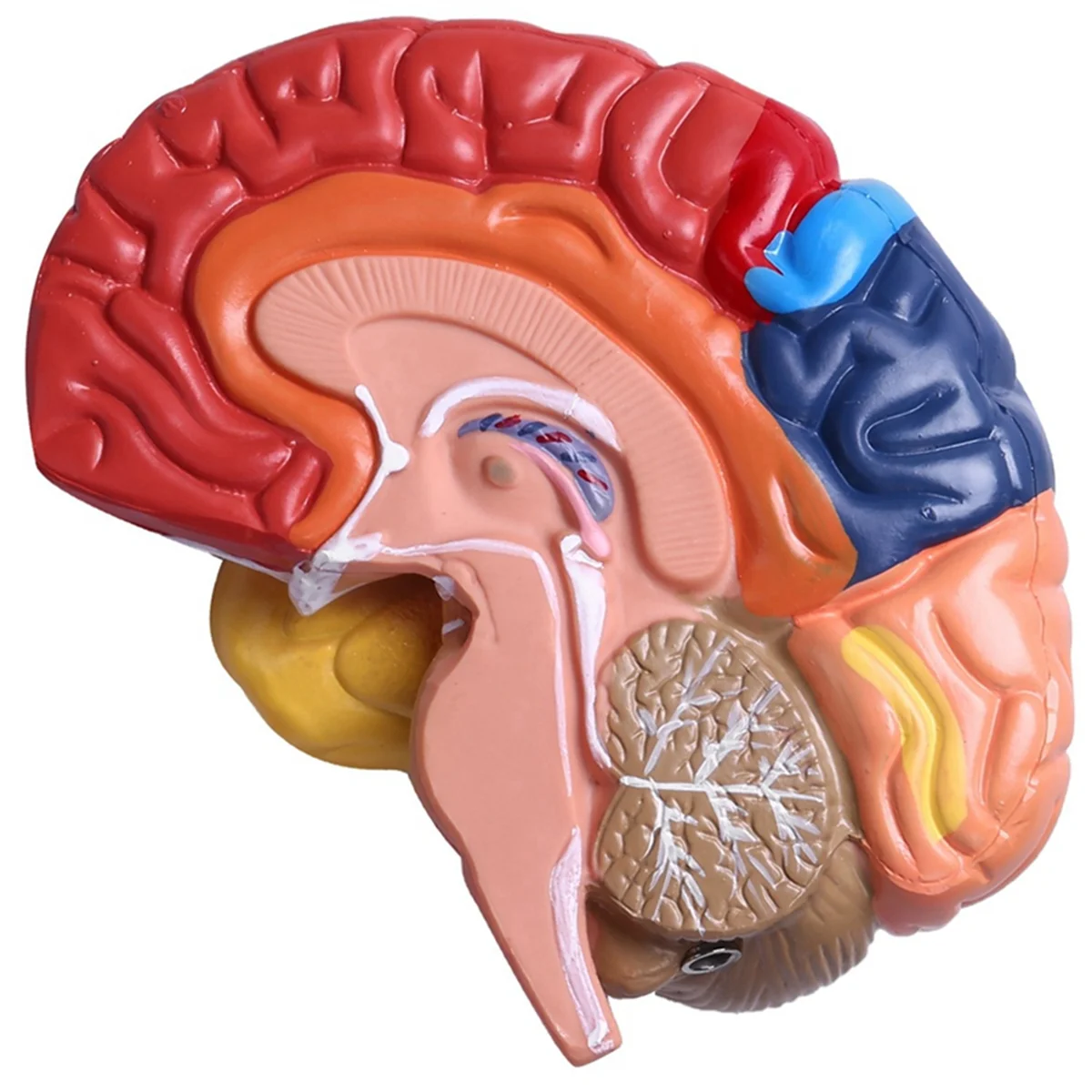 Model anatomiczny mózgowy Anatomia 1:1 Pół mózgu Materiały laboratoryjne dydaktyczne