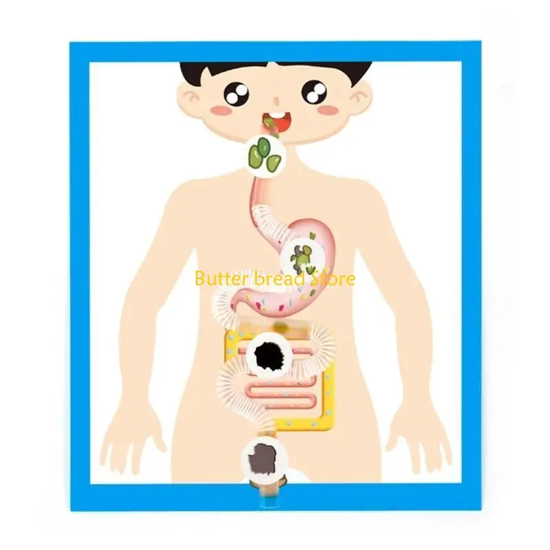 W89C Educational Digestive Anatomy Model Learning Tool para crianças estudantes 6＋
