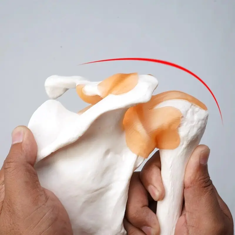 PVC Shoulder Joint Model Human Shoulder Bone Ligament Scapula Clavicle Anatomical Structure Orthopedic Medicine Teaching Moldl