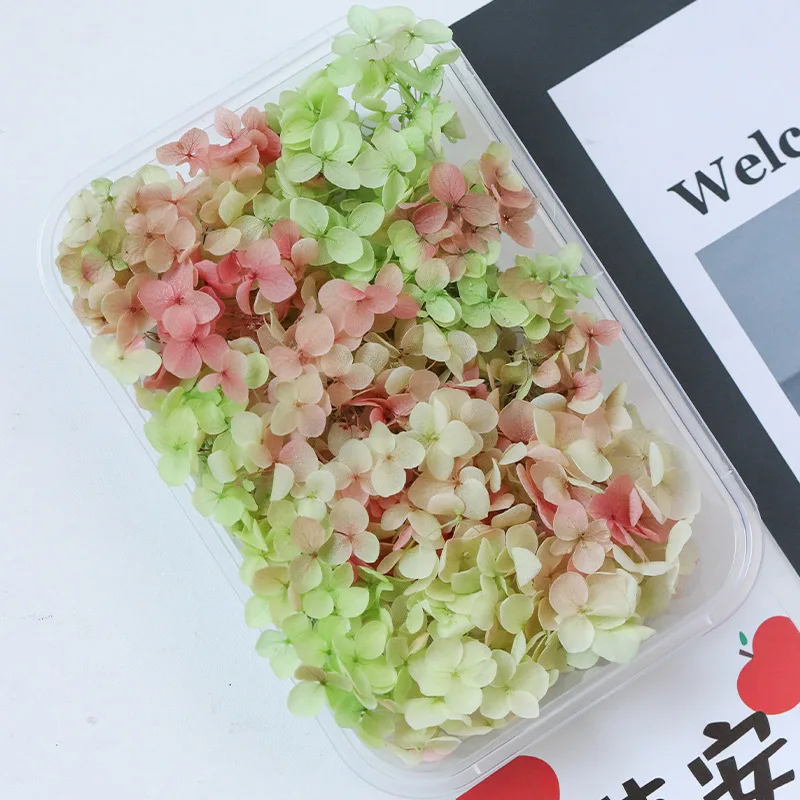 5g Anna Gradient Color Hydrangea Natural Preserved Dried Flowers Glass Cover Photo Frame Decoration Handmade DIY Material