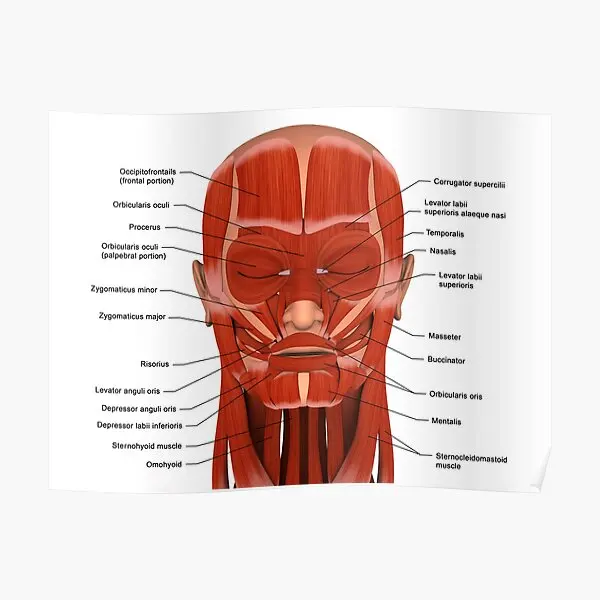 Facial Muscles Of The Human Head With L  Poster Vintage Decoration Print Wall Mural Art Decor Picture Painting Funny No Frame