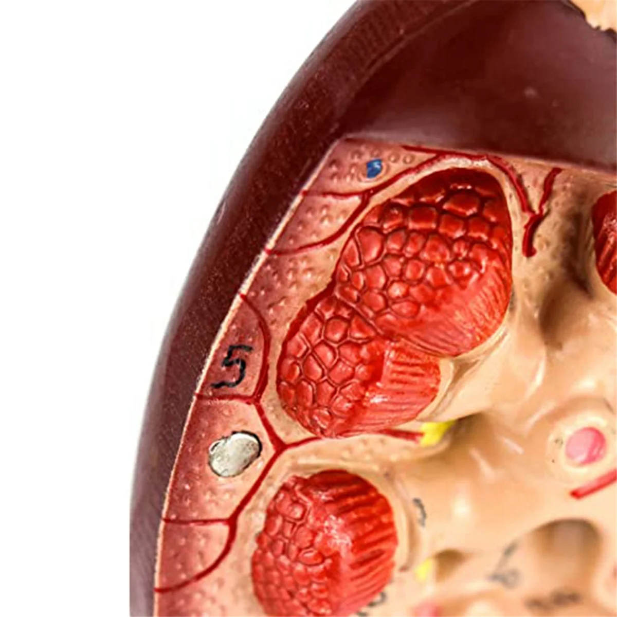 Life-Size Kidney Model, 2 Parts Showing Internal Structure a Kidney Human Anatomy Replica for Doctors Educational Tool