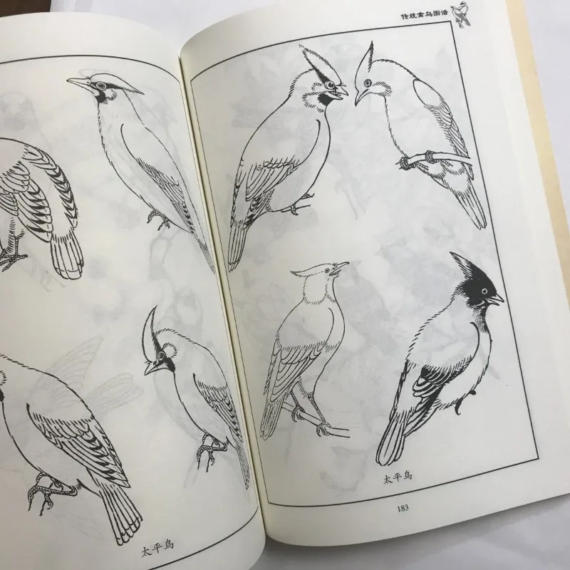 Książka o malowaniu ptaków: Poradnik artystyczny, tradycyjne ilustracje ptaków, zdjęcia referencyjne, rysunek liniowy feniksa, paw, orzeł, sroka.