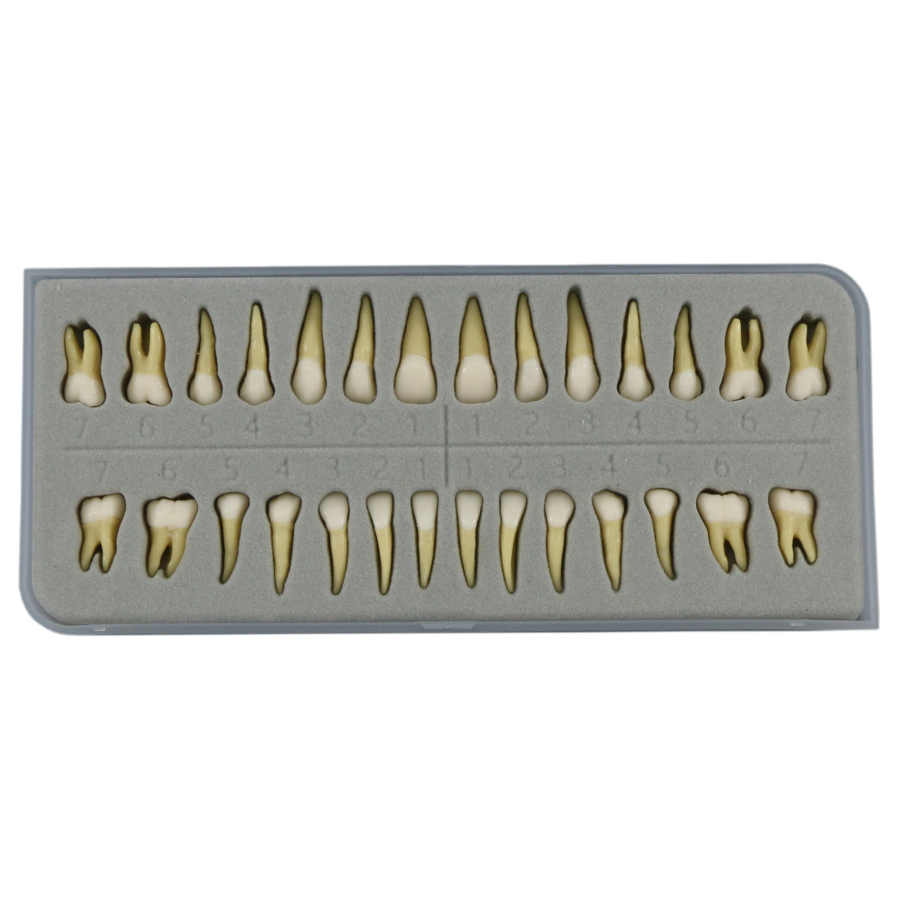 DENTAL 28 PCS TEETH Model Teaching Study 1:1 Permanent Teeth Demonstration Model TEETH M7021