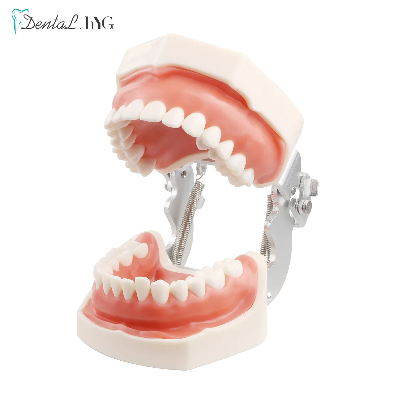 28/32pc Model zębów dentystyczne dla technika dentystycznego przygotowanie do ćwiczeń usuwalnego zęba kompatybilnego Model treningowy stomatologii