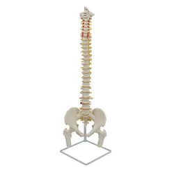 Spine Model Life Size 85cm White Bone Vertebrae, Nerves, Arteries, Lumbar Column And Male Pelvis, Metal Stand