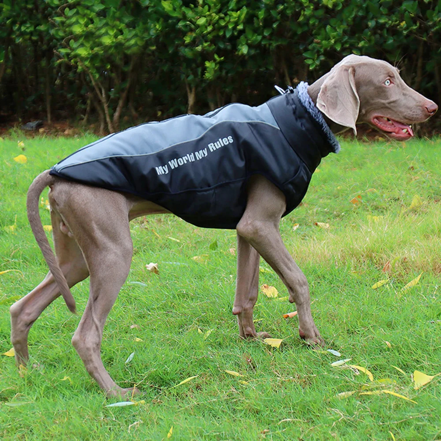 Veste chaude pour chien de compagnie avec SFP, manteau de coulée d'hiver, tenues de bouledogue français, vêtements pour animaux de compagnie, vêtements de Noël moyens, grand