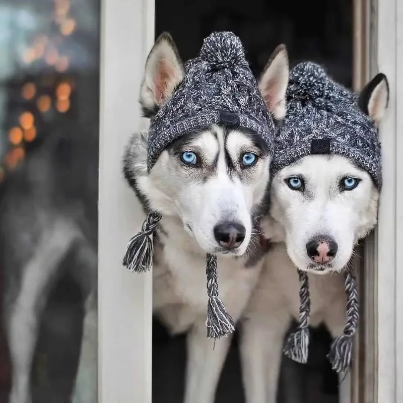 Warm Knitted Dog Hat, Cozy Pet Headgear for Cold Weather, Pug and French Bulldog, Winter