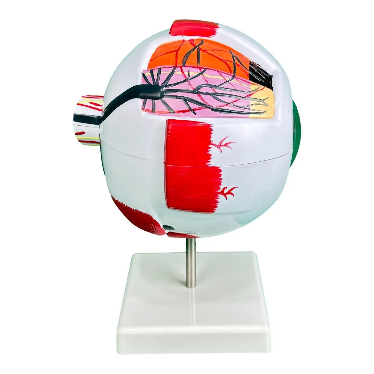 6X magnification eye model, human eye model, facial features eye structural anatomy teaching model