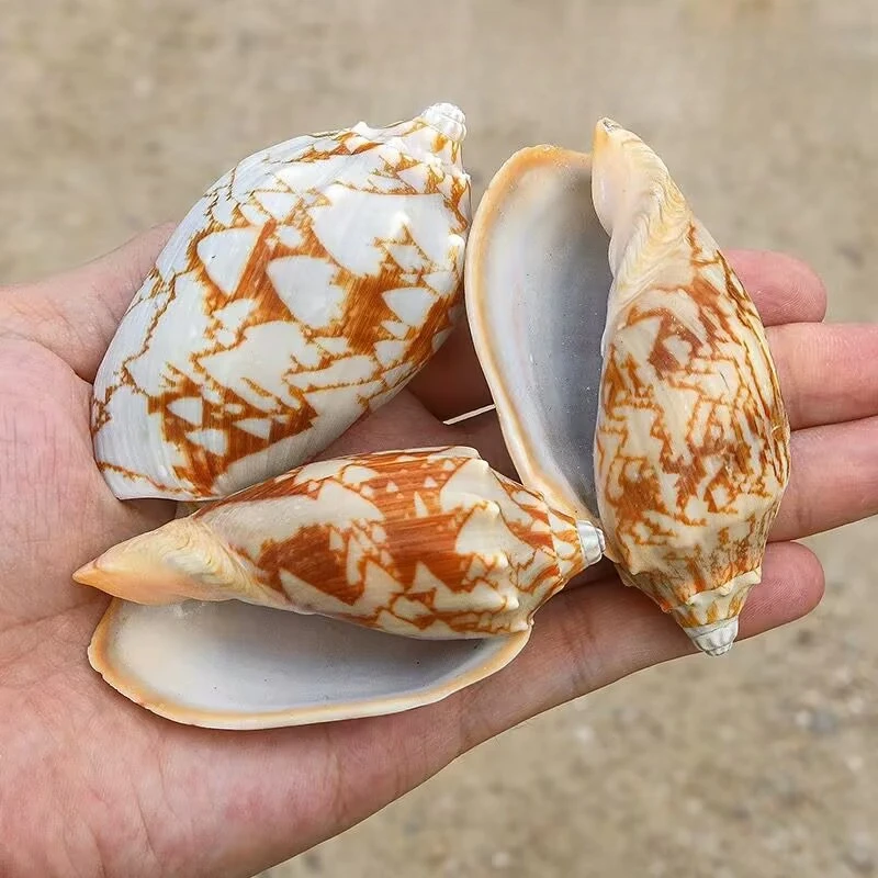 Bat Vortex Snail Natural Conch Specimen Collection Shell Fish Tank Aquarium Landscaping Home Decoration Ornament Emperor Vortex