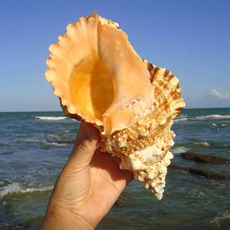 Concha de caracol de mar Natural, rana de mil manos, caracol, pecera, paisajismo